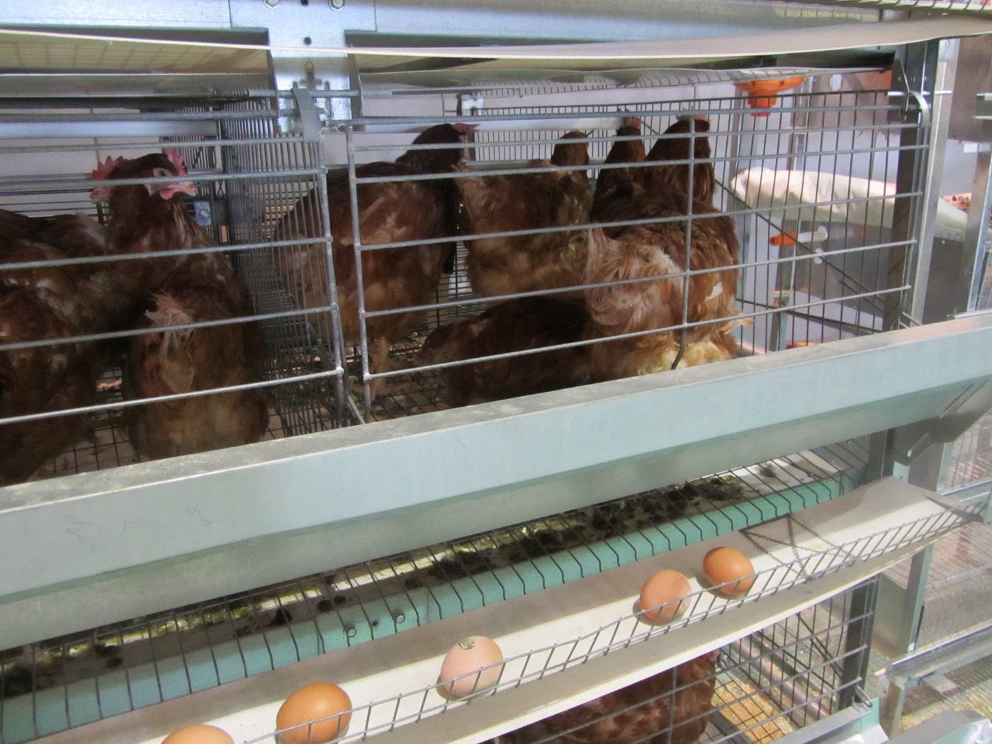 روش نگهداری مرغ بومی تخمگذار - سپید طیور